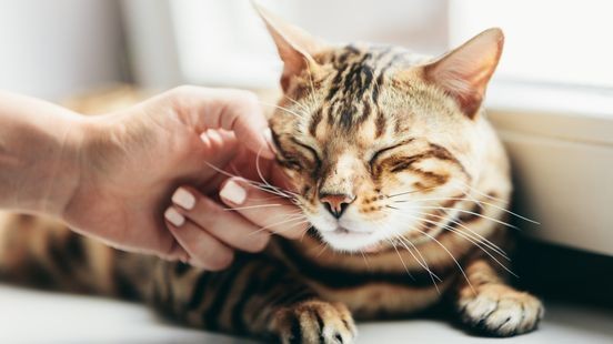 Kattenfokker Echt opnieuw beschuldigd van wanpraktijken