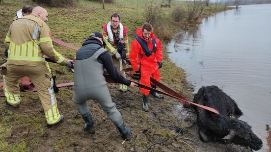 Brandweer redt koe uit koude Rijkelse Bemden