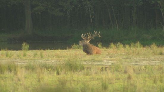 Edelherten tellen in natuurgebied Kempen-Broek