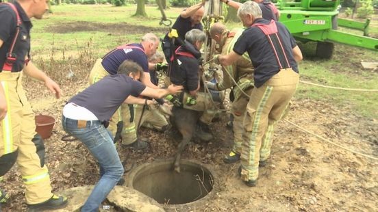 Brandweerman redt pony uit zes meter diepe put