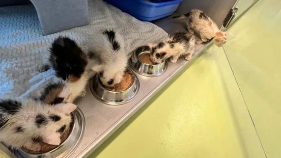 Vijf gedumpte kittens gevonden in doos, verdachte bekend