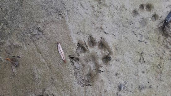 Otter terug in Limburg: sporen gevonden in Geulle