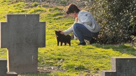 Zwerfkatten Herkenbosch krijgen hun brokjes ondanks dwangsom