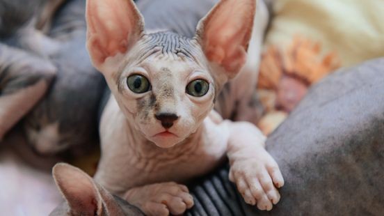 Populair op Instagram maar dierenarts is blij met verbod: 'Een naaktkat is gehandicapt'