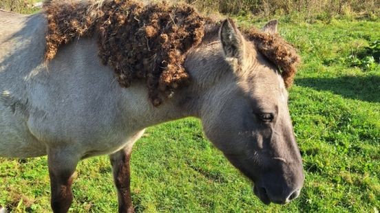 Konikpaarden vol klissen: keerzijde van paardendelicatesse of dierenmishandeling?