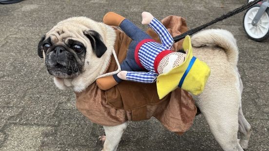 Deelnemers mopshondentreffen in Belfeld balen van discussie: 'Mijn honden lijden niet'