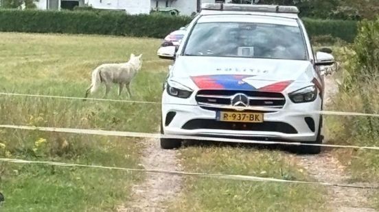 Politie schiet ontsnapte 'wolf' dood, dier dreigde A73 op te lopen