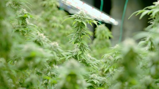 Politie: in Limburg meeste hennepplantages opgerold van het land
