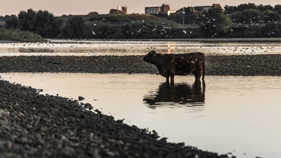 Runderen en paarden houden zich niet aan Nederlands-Belgische grens