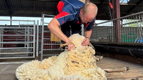 350 schapen ontdaan van vacht in Roermond tijdens NK schapenscheren