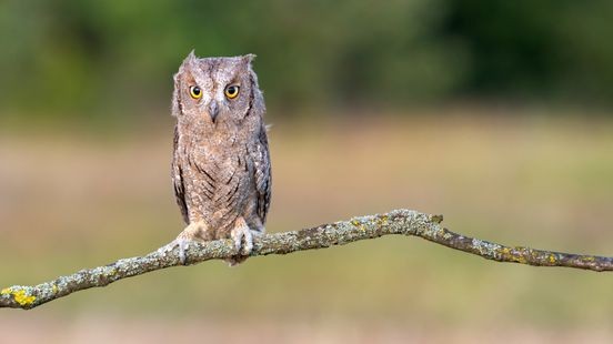 Zeldzame uil neergestreken in Weert