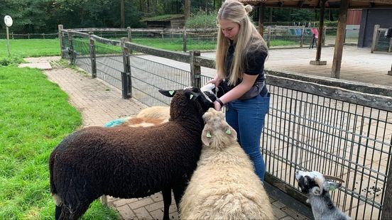 Venlose kinderboerderij getroffen door vandalen: vijf halsters kwijt