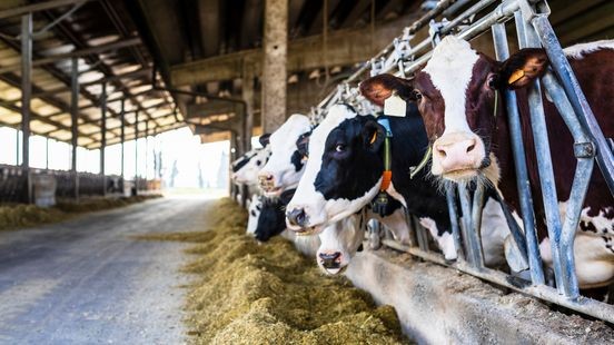 Melkveebedrijf in Vredepeel toch niet failliet: rechter draait besluit terug
