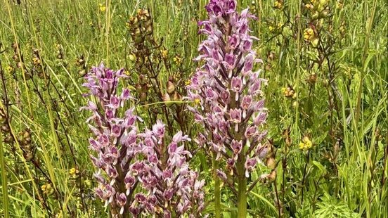 Rijkswaterstaat en het kleine orchideeënwonder langs de snelweg