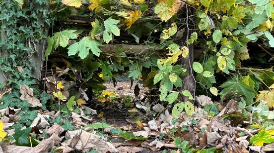 Dassentunnel is pronkstuk van de natuurwerkdag in Berg en Terblijt