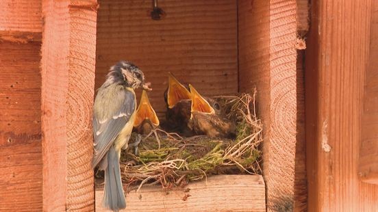Unieke taferelen in Weert: pimpelmeesjes voeden jonge merels