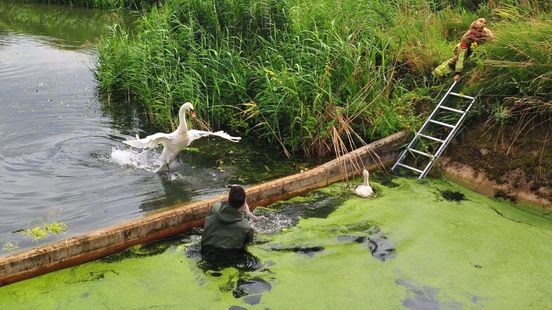 Jonge zwanen gered uit waterbak en herenigd met ouders