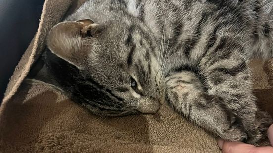 Waarschuwing op social media voor babbeltruc met verminkte kat: gedumpt katje in Well ingeslapen
