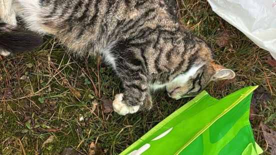 Vermiste kat dood teruggevonden in vuilniszak: 'Derde dumping in korte tijd'