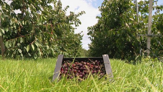 Fruittelers verwachten topjaar dankzij gunstig groeiseizoen: 'Miljoenen kilo's oogst'