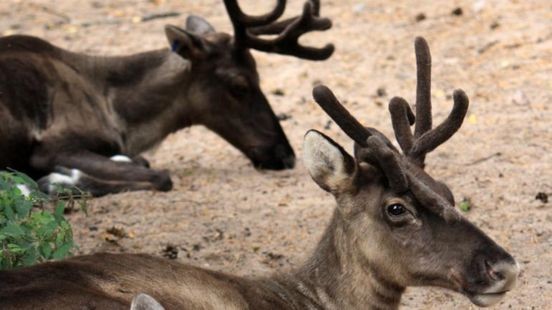 Q-koorts in GaiaZOO: bosrendieren besmet