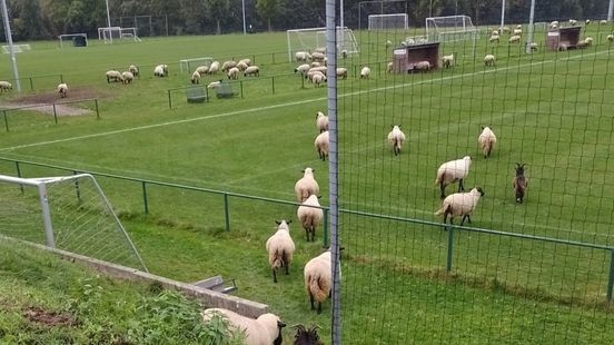 Schapen 'bestormen' voetbalveld en zorgen voor hilariteit