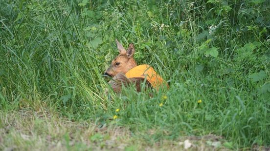 Alerte voorbijgangers redden ree te water
