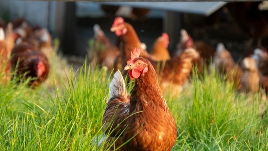 Bedrijf net over grens in Duitsland mogelijk getroffen door vogelgriep: 'Ophokplicht noodzakelijk'