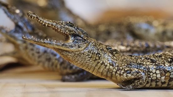 Medewerker kringloopwinkel terecht ontslagen na diefstal opgezette krokodil