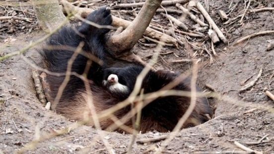 Bedreigde diersoort krijgt drie baby's in GaiaZoo