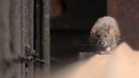 Venlo geplaagd door plaagdieren: opvallende toename in aantal meldingen