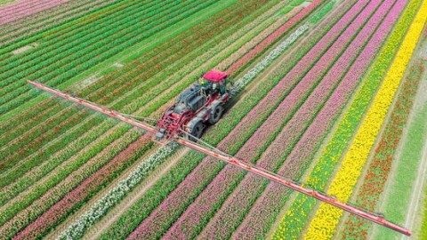 Toenemende zorgen over bestrijdingsmiddelen in de landbouw en lelieteelt