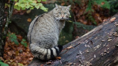 Wilde kat wordt bedreigd door voortplanting met huiskat