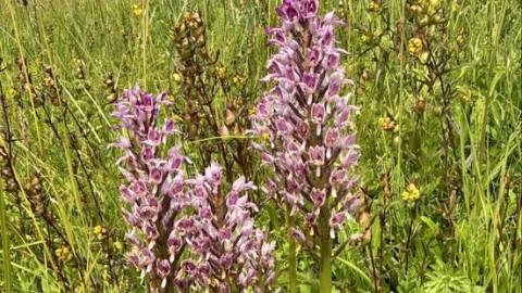 Rijkswaterstaat en het kleine orchideeënwonder langs de snelweg