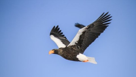 Ontsnapte Stellers zeearend weer terug bij eigenaar: zo zeldzaam is de vogel