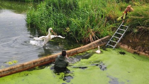 Jonge zwanen gered uit waterbak en herenigd met ouders