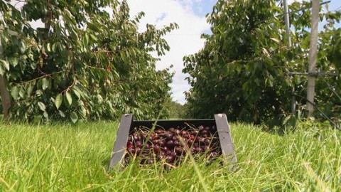 Fruittelers verwachten topjaar dankzij gunstig groeiseizoen: 'Miljoenen kilo's oogst'