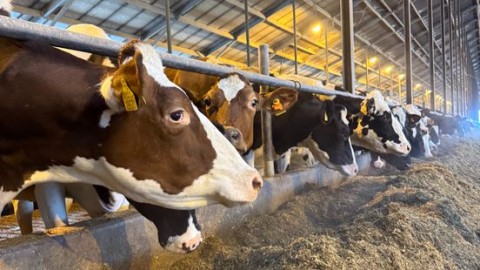 Nieuwe periode van stilstand in stikstofdossier: boeren vrezen opnieuw onzekerheid