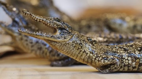 Medewerker kringloopwinkel terecht ontslagen na diefstal opgezette krokodil