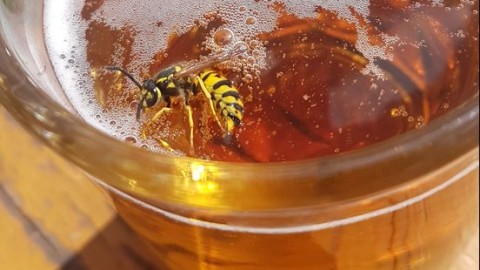 Wespenseizoen is weer geopend: 'Zet de val niet bij je op tafel'